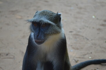 Kenya,parco marino di Watamu