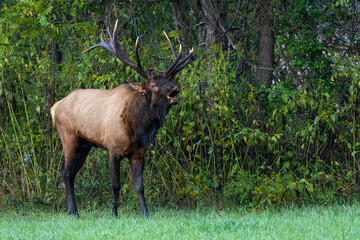 A large bull elk bugling