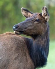 A close-up of a female elk (cow)