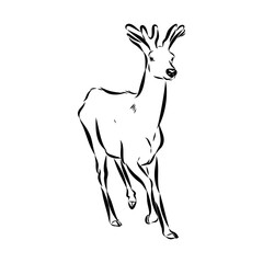 maral, Altai deer, vector sketch