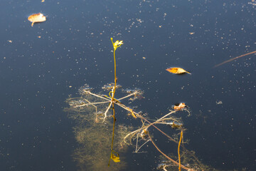 Utricularia inflata in a bog in bavaria, Germany. Not native, introduced alien plant