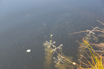 Utricularia inflata in a bog in bavaria, Germany. Not native, introduced alien plant