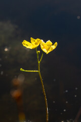 Utricularia inflata in a bog in bavaria, Germany. Not native, introduced alien plant