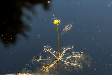 Utricularia inflata in a bog in bavaria, Germany. Not native, introduced alien plant