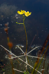 Utricularia inflata in a bog in bavaria, Germany. Not native, introduced alien plant