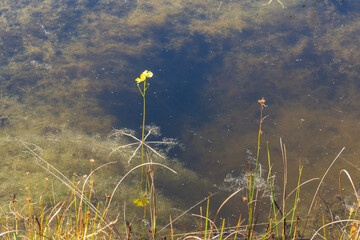 Utricularia inflata in a bog in bavaria, Germany. Not native, introduced alien plant