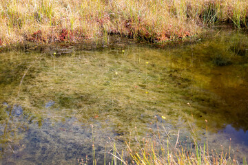 Utricularia inflata in a bog in bavaria, Germany. Not native, introduced alien plant