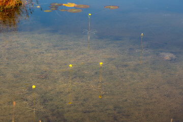 Utricularia inflata in a bog in bavaria, Germany. Not native, introduced alien plant