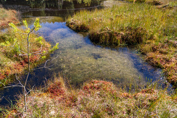 Utricularia inflata in a bog in bavaria, Germany. Not native, introduced alien plant