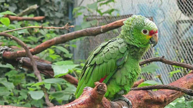 a Red-lored Amazon parrot with green feather standing on the branch in the zoo