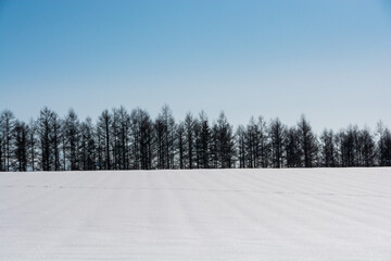 雪原とカラマツ林と青空
