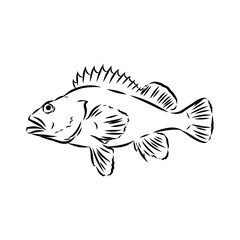 sea bass, fish, vector sketch