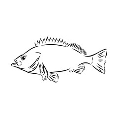 sea bass, fish, vector sketch