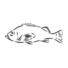 sea bass, fish, vector sketch