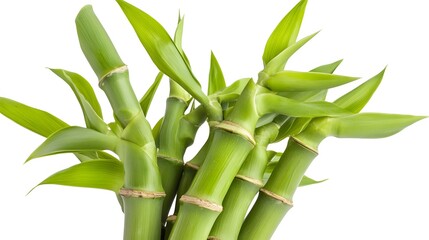 Obraz premium Close up fresh lucky bamboo stalks against white background, nature