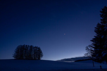 冬の夕暮れの丘のカラマツ林と金星
