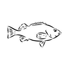 sea bass, fish, vector sketch