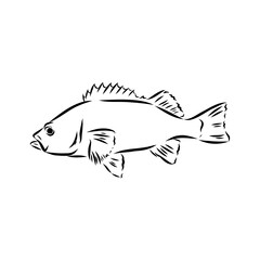 sea bass, fish, vector sketch