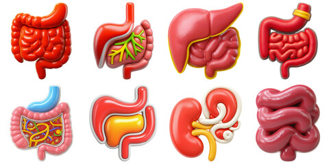 3d of large intestine stomach liver small intestine digestive system organ anatomy medical