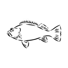 sea bass, fish, vector sketch