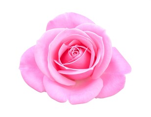 Isolated headshot of a soft pink rose, petals in full bloom