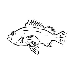 sea bass, fish, vector sketch