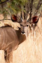 Young male Kudu in the wild