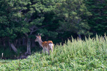 知床五胡 野生のエゾ鹿