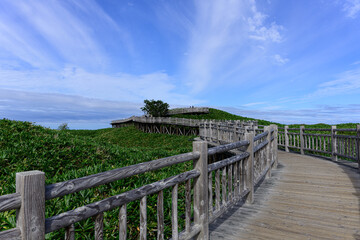 知床五胡 高架木道 夏 2025年8月