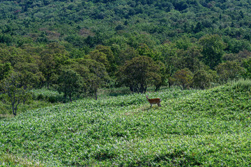 知床五胡 野生のエゾ鹿