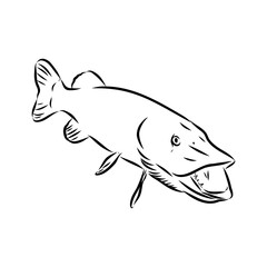pike, predatory fish, vector sketch