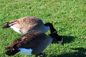 Canada goose（カナダ雁）