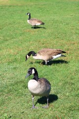 Canada goose（カナダ雁）