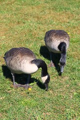 Canada goose（カナダ雁）
