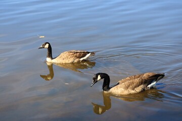 Canada goose（カナダ雁）
