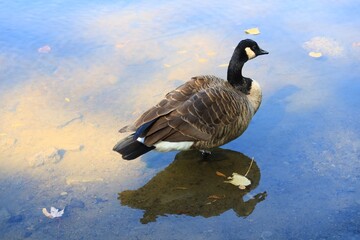 Canada goose（カナダ雁）