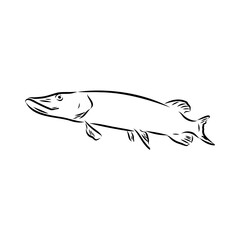 pike, predatory fish, vector sketch