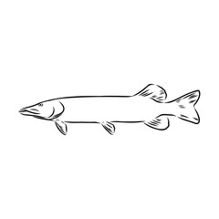 pike, predatory fish, vector sketch