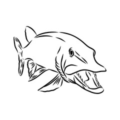 pike, predatory fish, vector sketch
