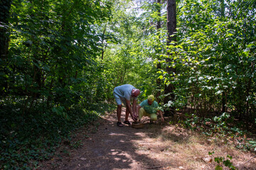 Fototapeta premium Couple is bending over a basket gathering wild mushrooms along a forest path, enjoying a traditional outdoor activity and connecting with nature in a vibrant green summer woods
