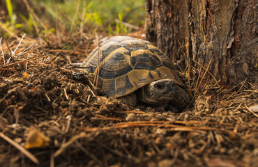 A tortoise is hiding in a hole next to a tree preparing for hibernation. Tortoise in the fall season. Turtle is hiding in a hole next to a tree