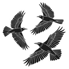 eagle vector illustration