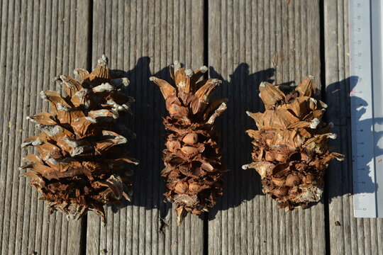 Pinus densiflora, Sonamu, Korean red pine tree with reddish bark and needle-shaped leaves symbolizing resilience