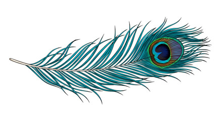 A single iridescent peacock feather with a distinctive eye pattern isolated on a white background