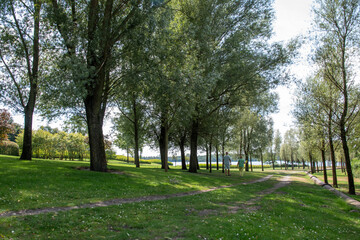 Senior couple enjoying relaxing walk in lush green park with path winding through tall trees, sunshine filtering down, creating a serene and healthy leisure activity by the lake