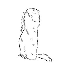 alpine marmot, vector sketch