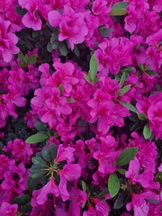 pink hydrangea flowers