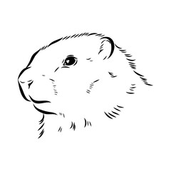 alpine marmot, vector sketch