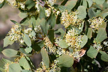 White cream flowers and prickly leaves of the Western Australian native Harsh Hakea, Hakea prostata, family Proteaceae. Endemic to south west Western Australia. Winter to spring flowering
