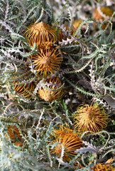 Gold flowers and serrated foliage of the Western Australian native Golden Dryandra, Banksia nobilis, family Proteaceae. Endemic to southwest Western Australia. Used in cut flower industry